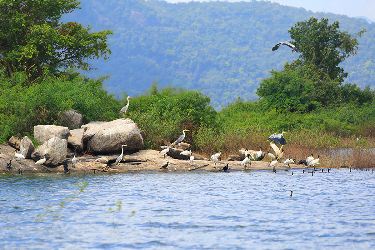 River Safari in Gal Oya Senanayake Lake