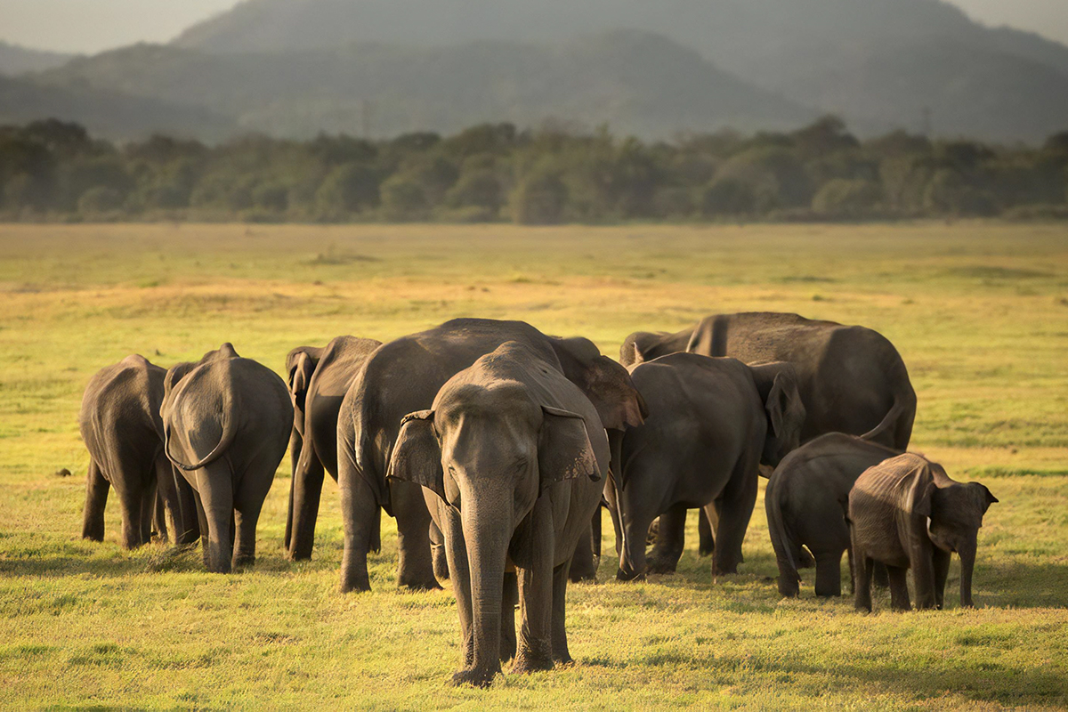 Minneriya National Park Safari