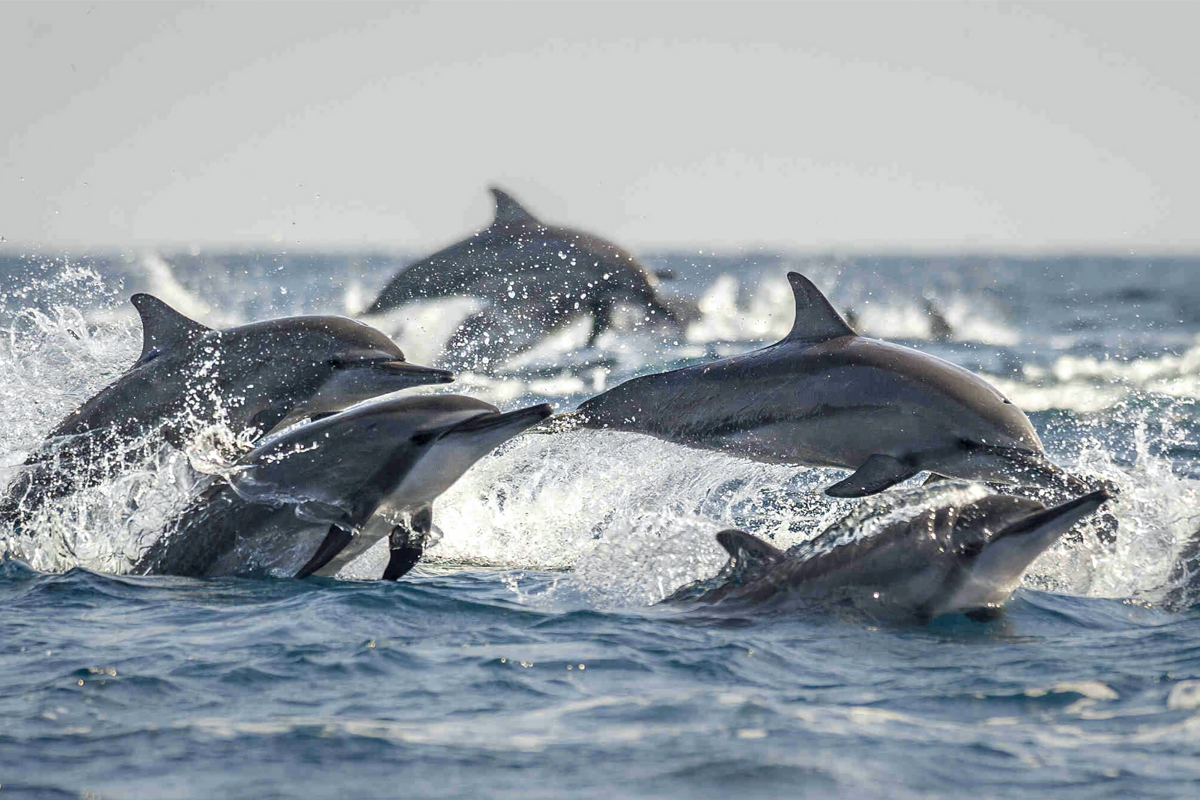 Whale Watching Tour in Trincomalee