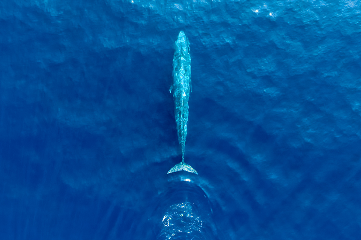 Whale Watching Tour in Mirissa