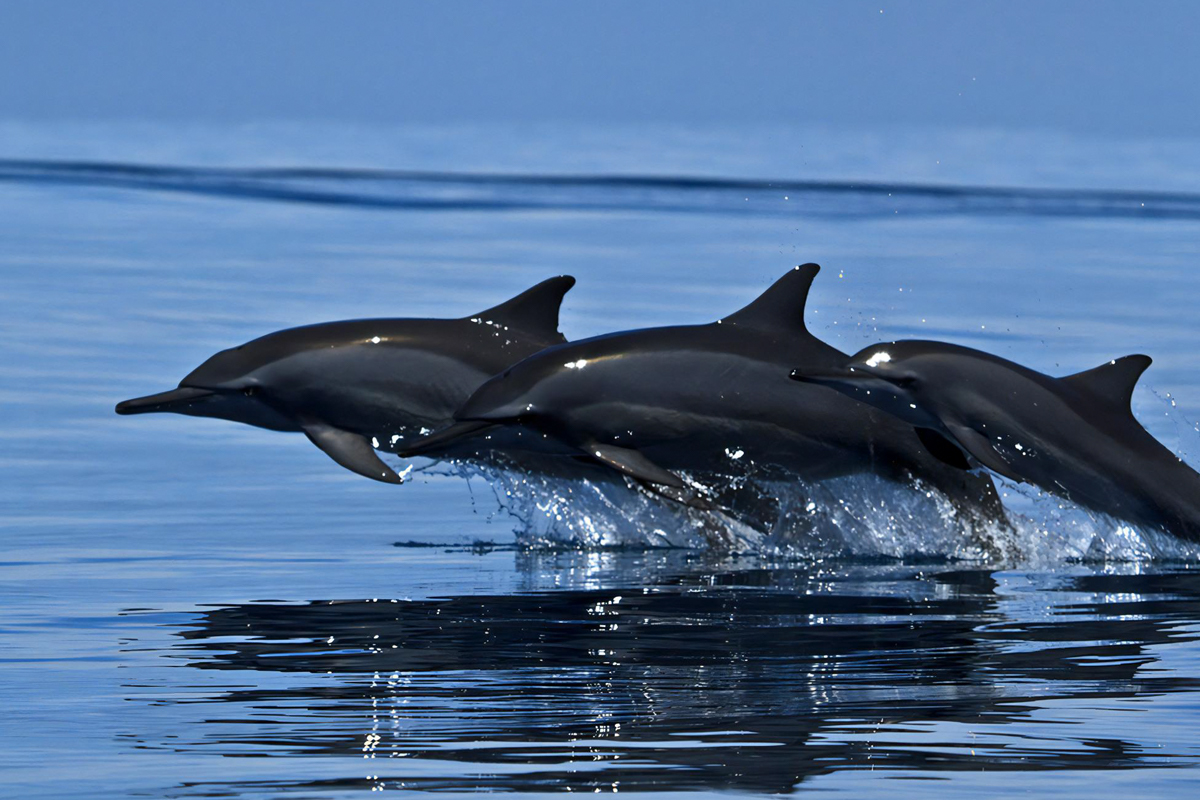 Dolphin Watching Tour in Trincomalee