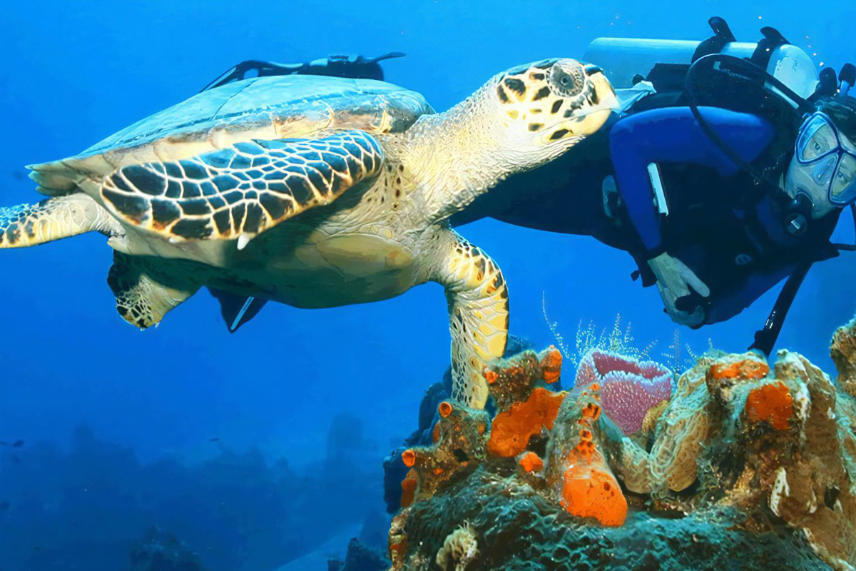 Snorkeling at Galle & Unawatuna Beach