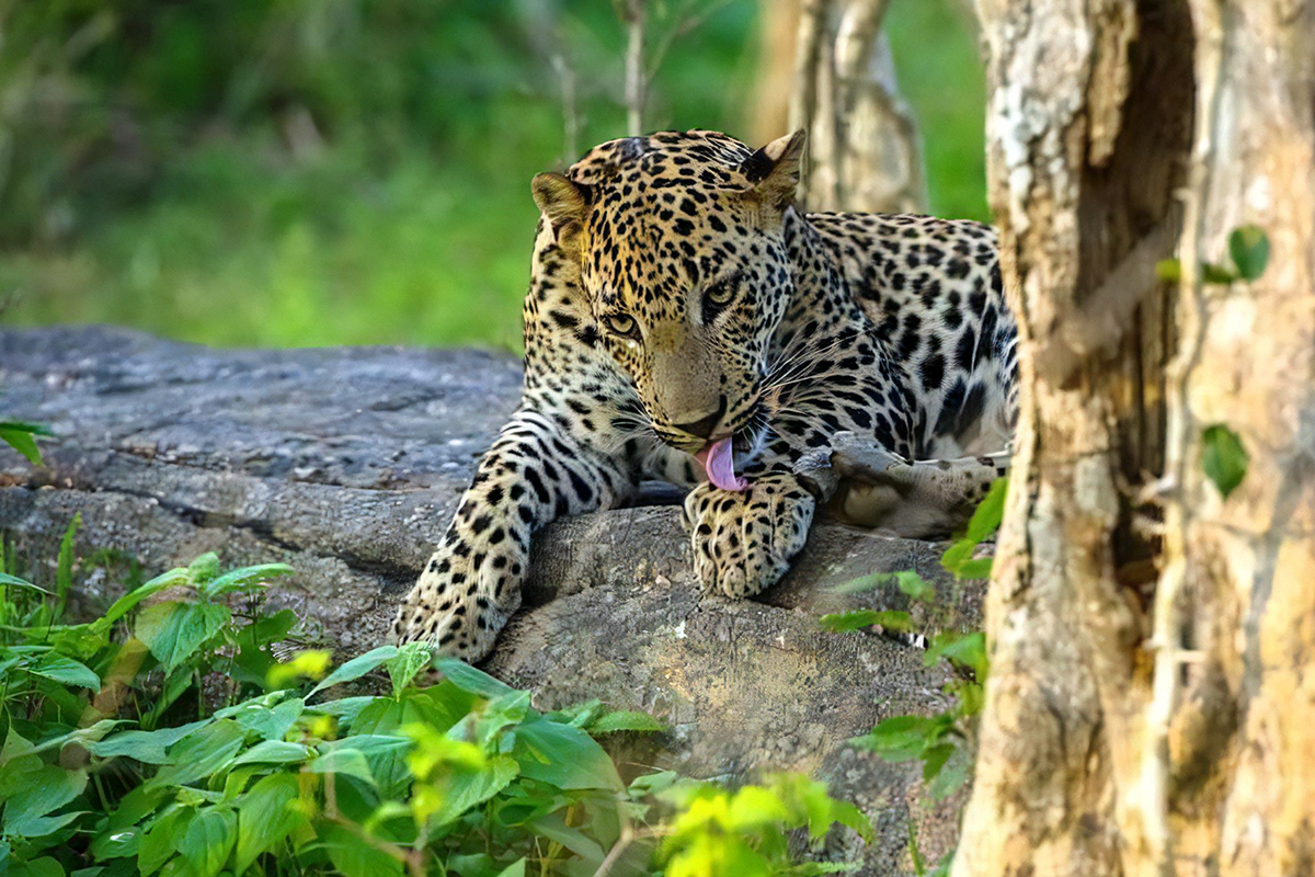 Minneriya National Park Safari