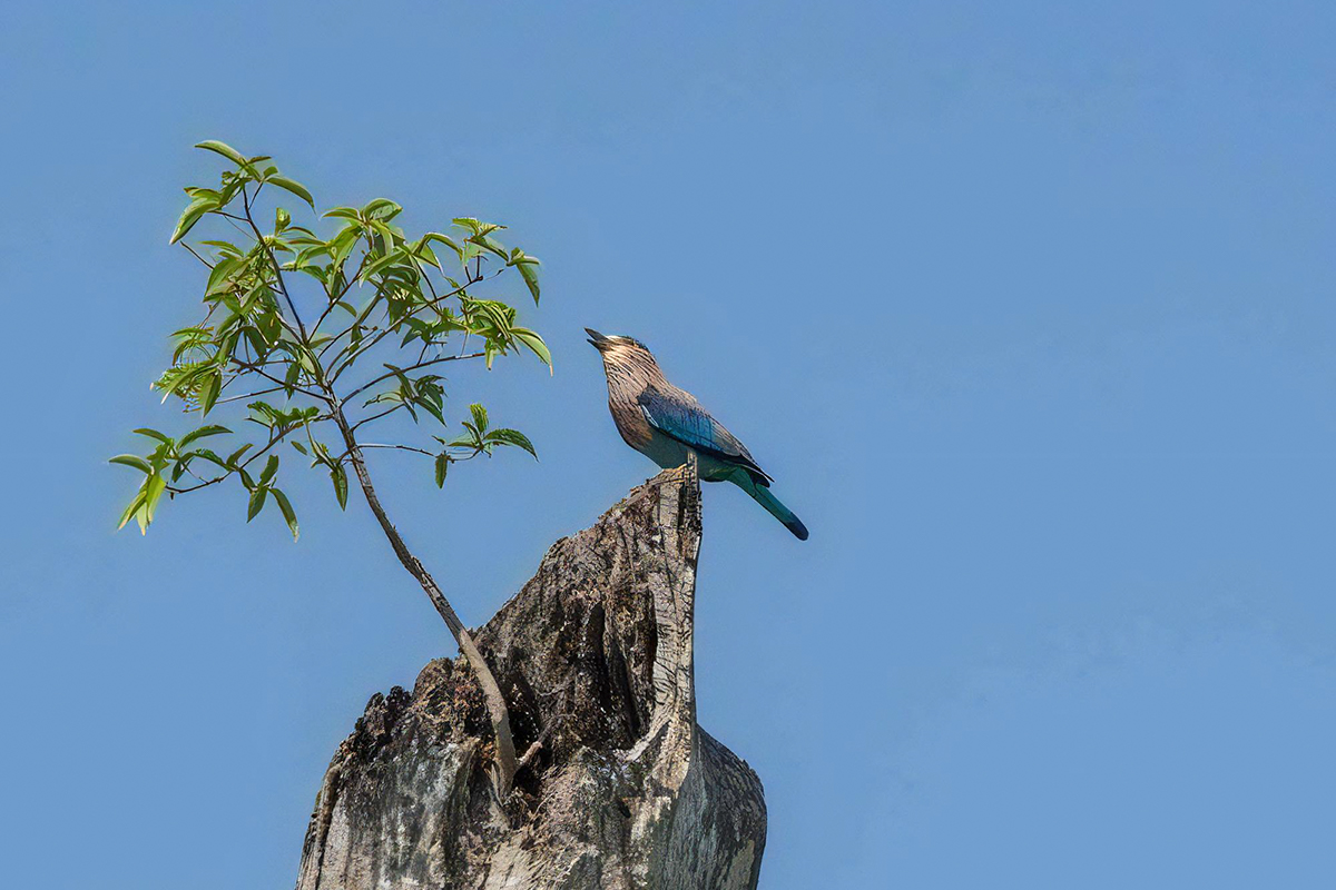 Kaudulla National Park Safari