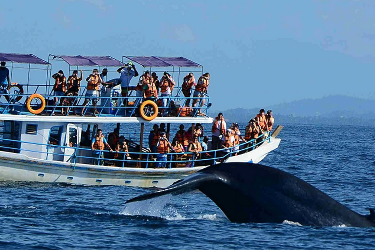 Whale Watching Tour in Trincomalee