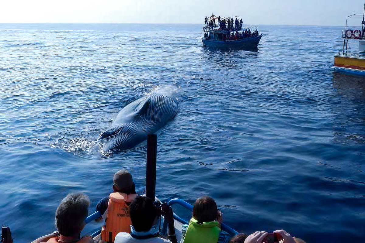 Whale Watching Tour in Mirissa