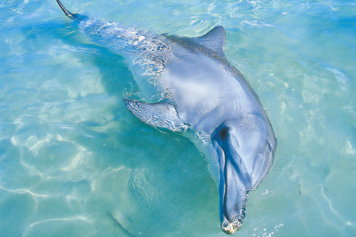 Dolphin Watching Tour in Trincomalee