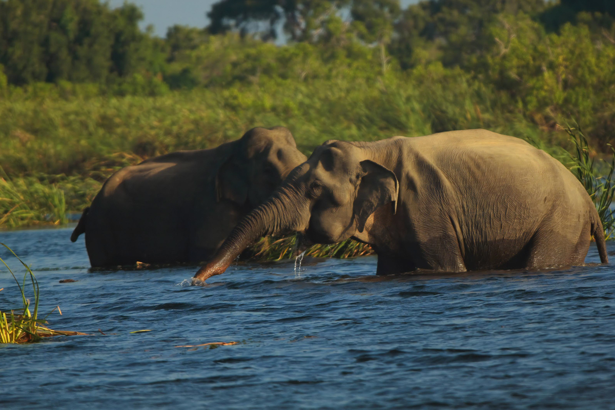 River Safari in Gal Oya Senanayake Lake