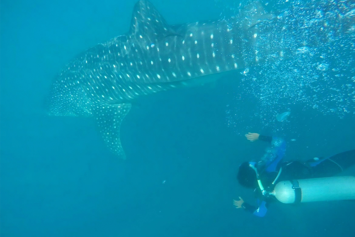 Scuba Diving in Mirissa Beach