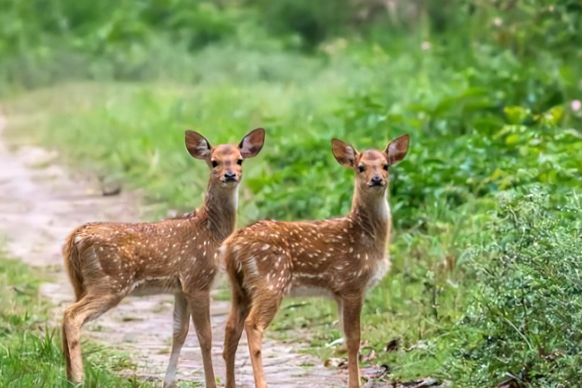 Wilpaththu National Park Safari