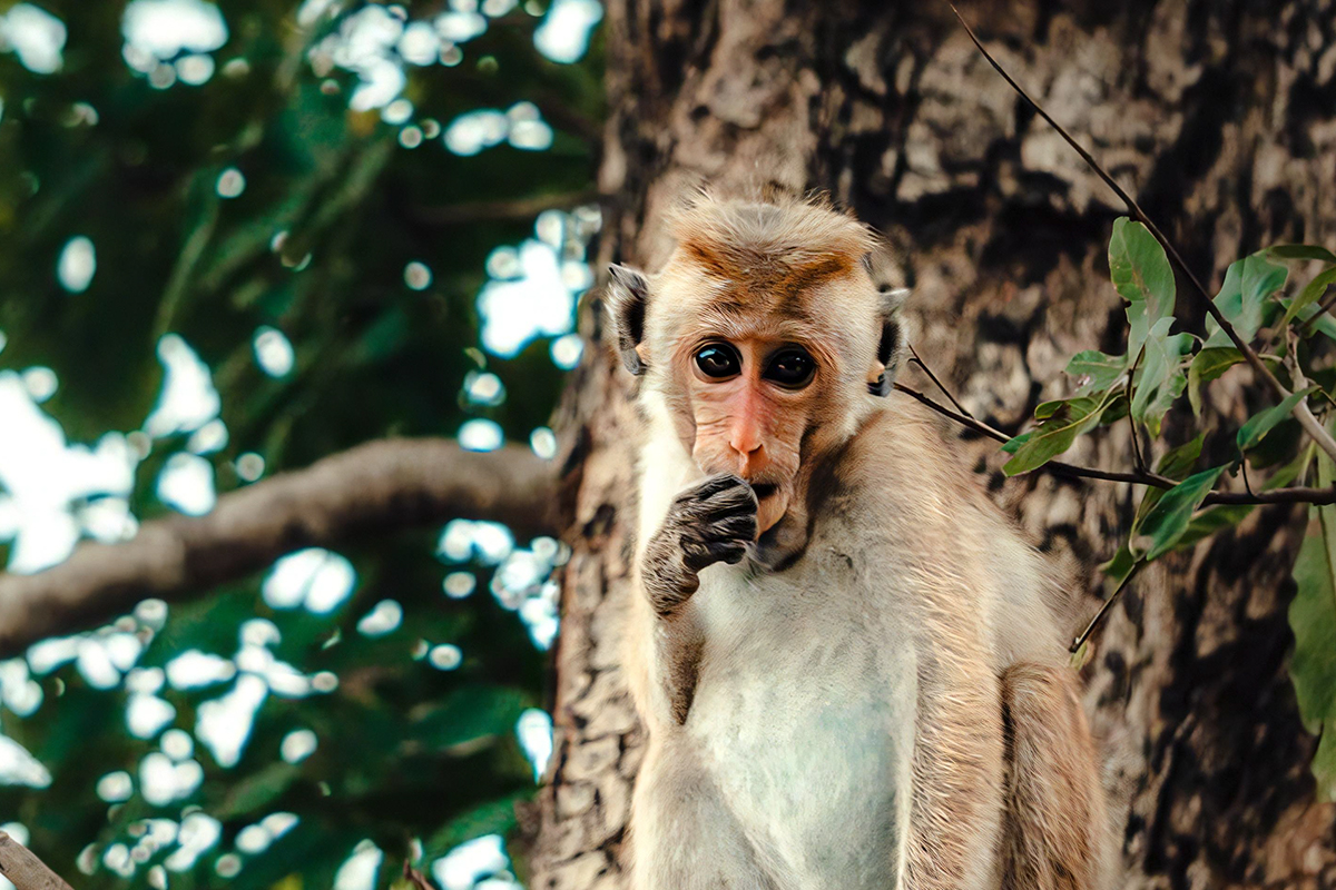 Minneriya National Park Safari