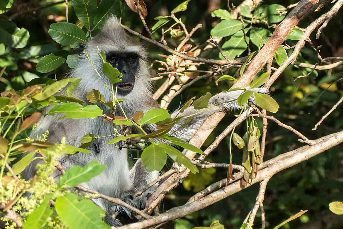 Kaudulla National Park Safari