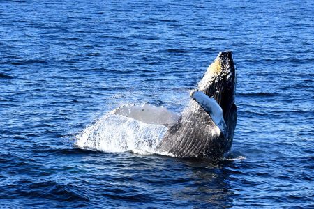 Whale Watching Tour in Trincomalee