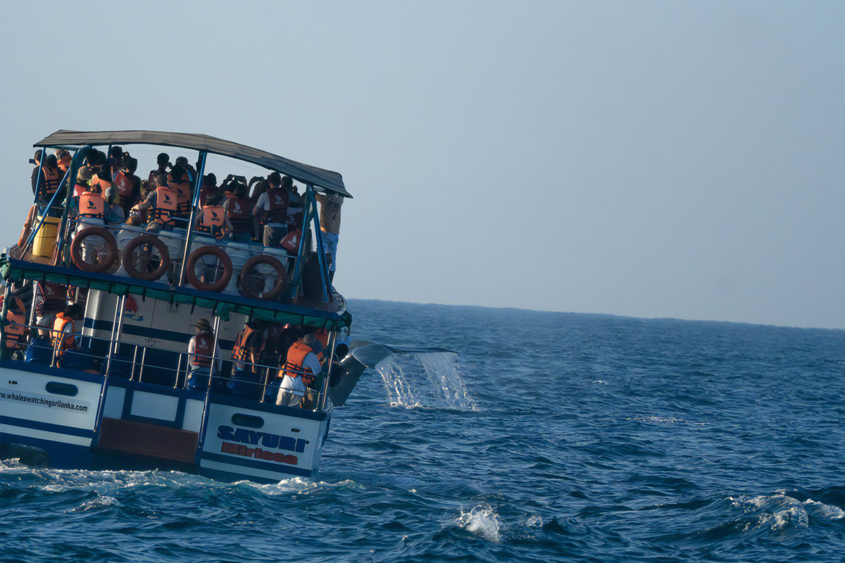 Whale Watching Tour in Mirissa