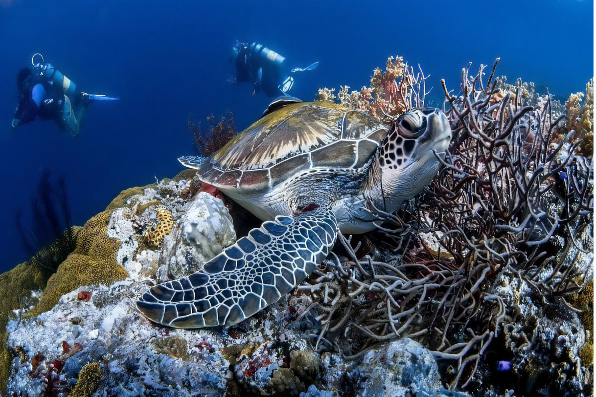 Scuba Diving in Trincomalee