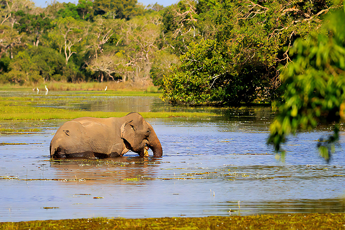 Wilpaththu National Park Safari