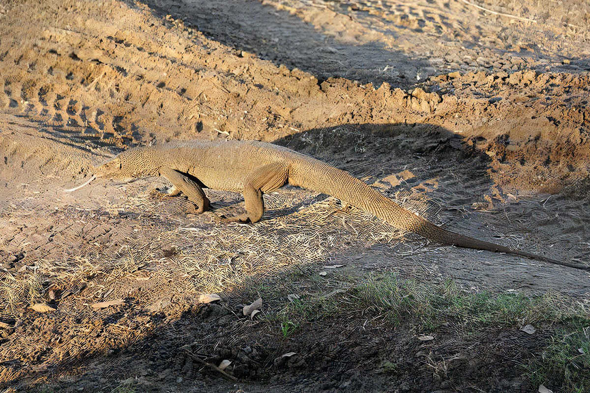 Minneriya National Park Safari