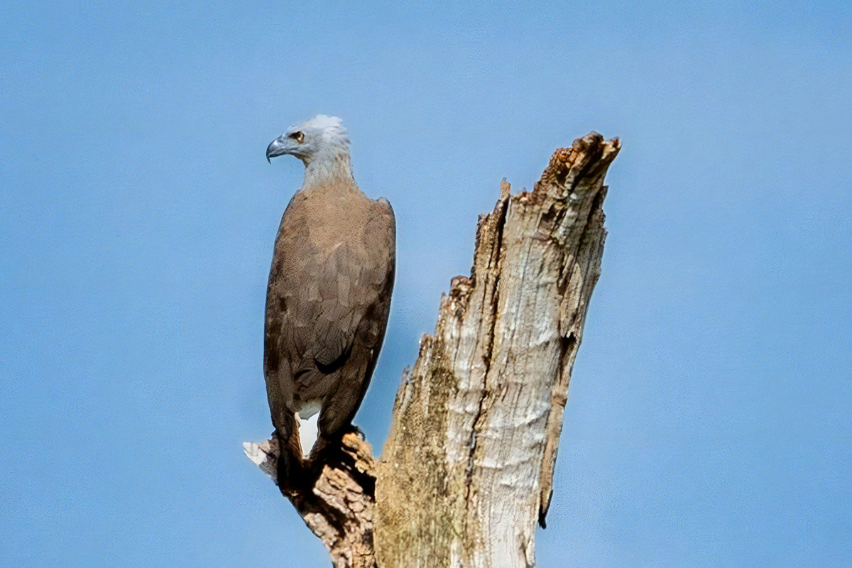 Kaudulla National Park Safari