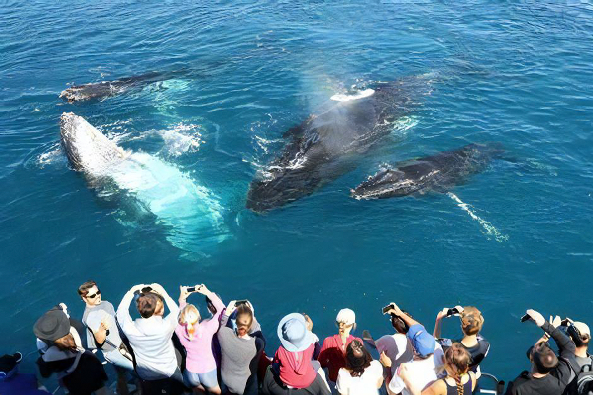 Whale Watching Tour in Trincomalee