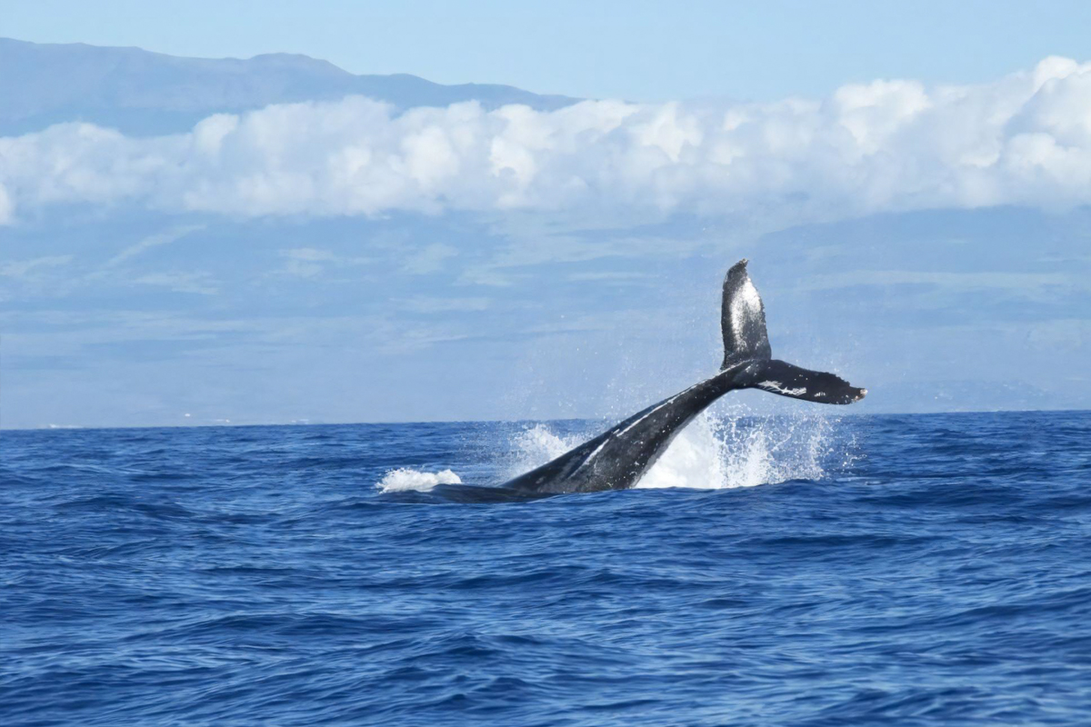 Whale Watching Tour in Mirissa