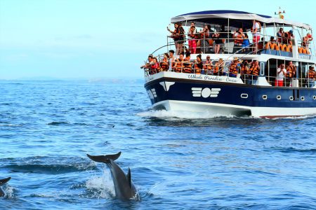 Dolphin Watching Tour in Mirissa