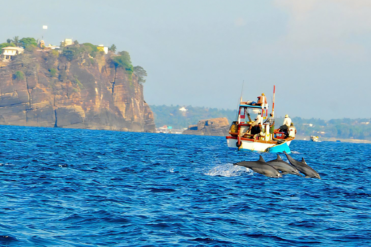 Dolphin Watching Tour in Trincomalee