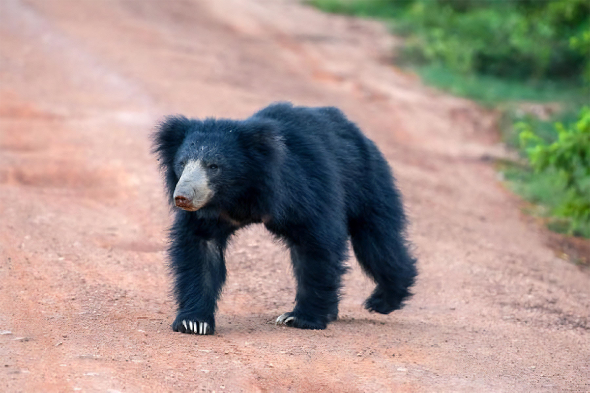 Wilpaththu National Park Safari