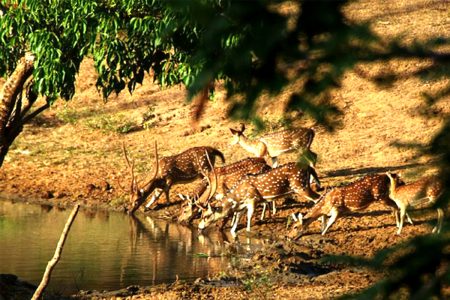 Minneriya National Park Safari