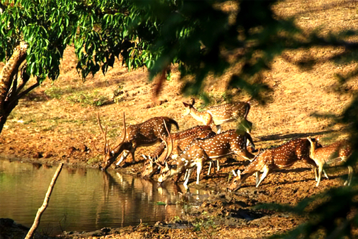 Minneriya National Park Safari