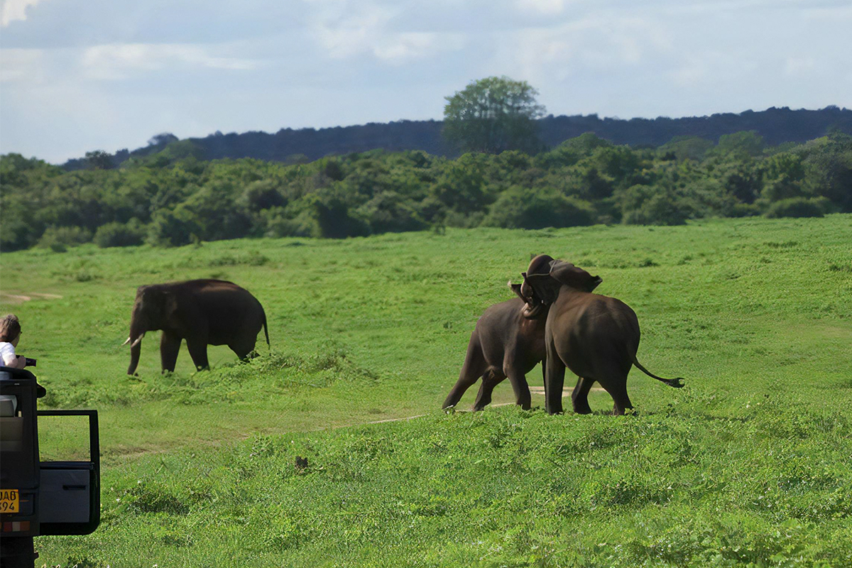 Kaudulla National Park Safari