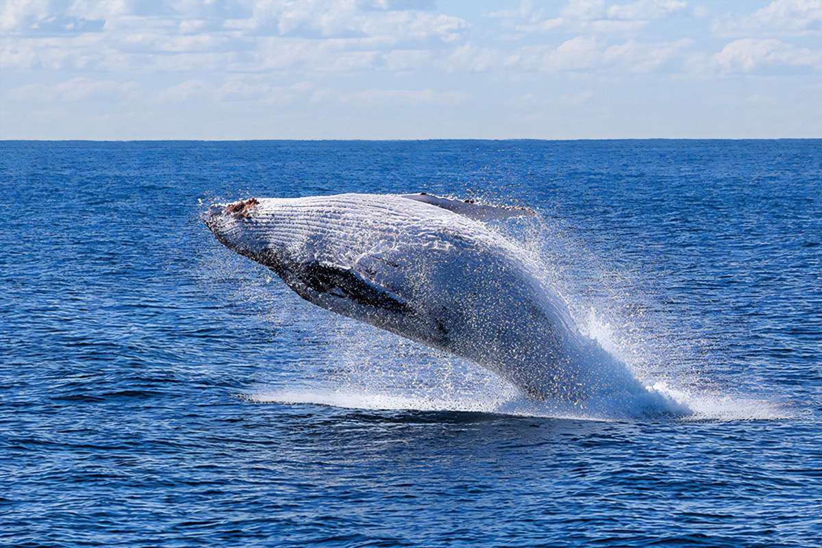 Whale Watching Tour in Trincomalee