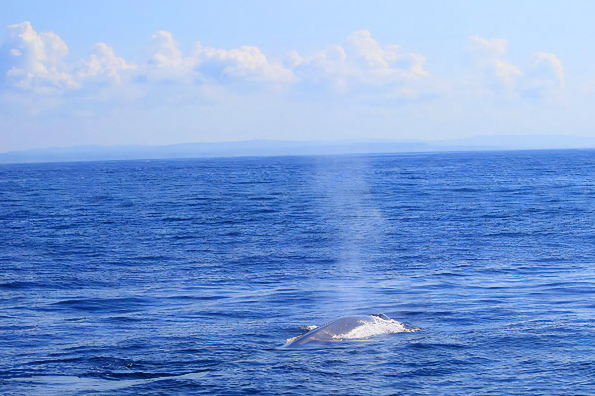 Whale Watching Tour in Mirissa