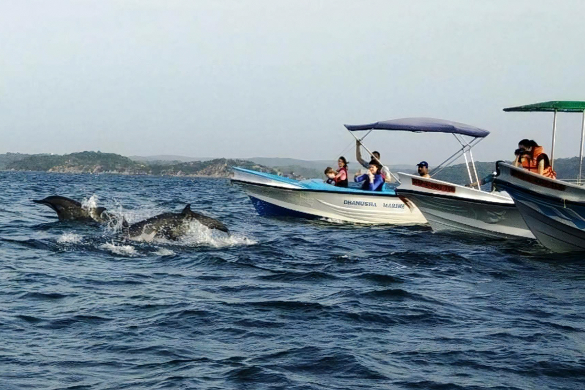 Dolphin Watching Tour in Trincomalee