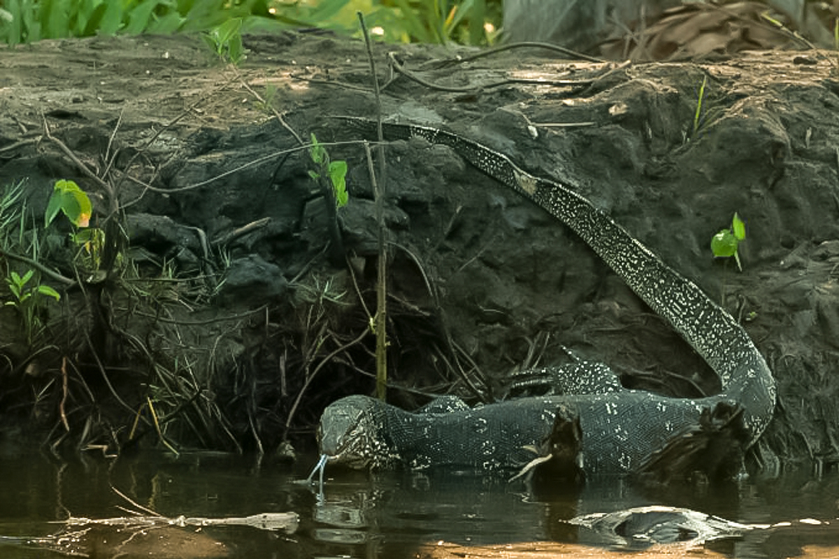 River Safari in Negombo Canal and Lagoon