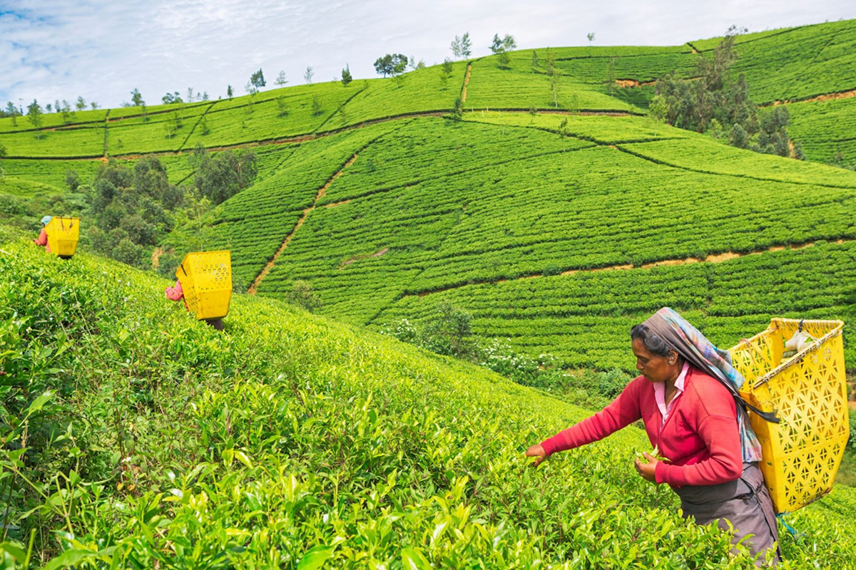 Nuwaraeliya City tour