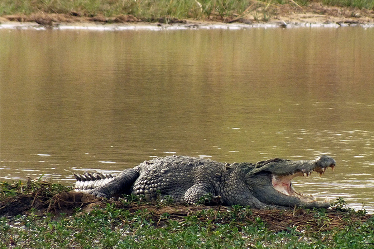 Yala National Park Safari