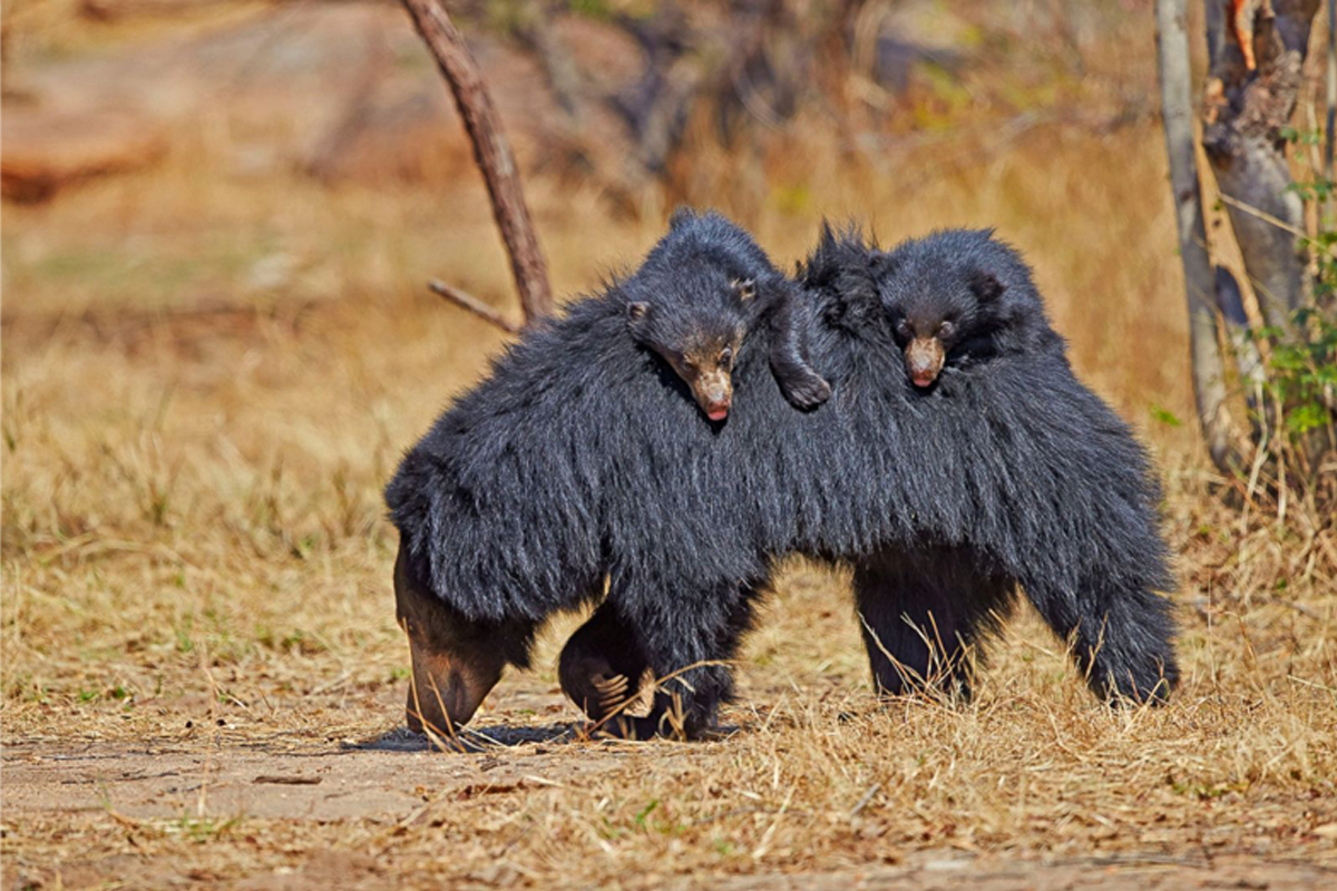 Yala National Park Safari