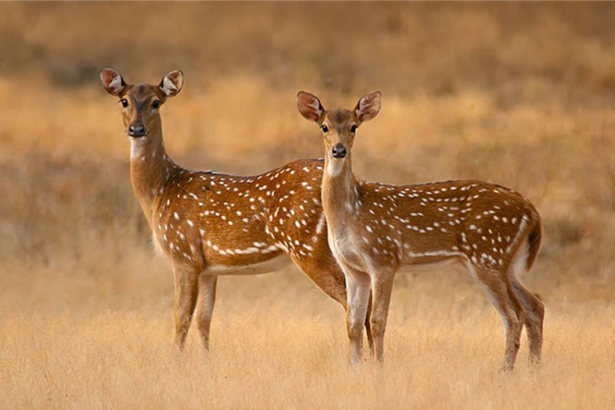 Yala National Park Safari